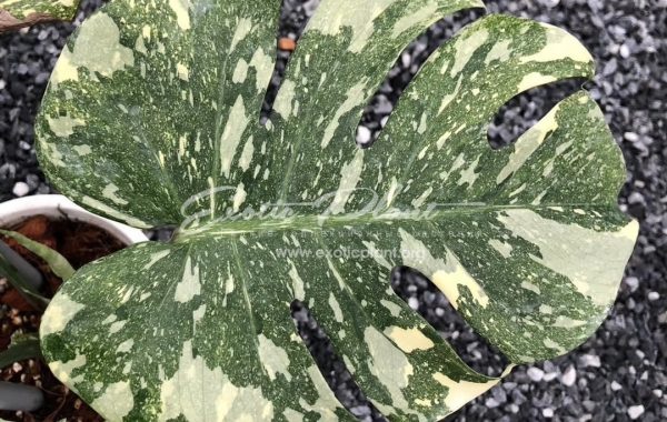 Monstera deliciosa Thai Constellation (Crème Brûlée) / монстера деликатесная Тайское Созвездие (Крем брюле) 250-400