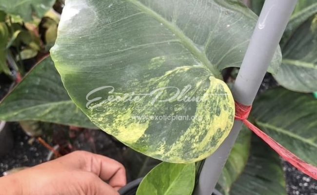 Monstera Golden Mint 350