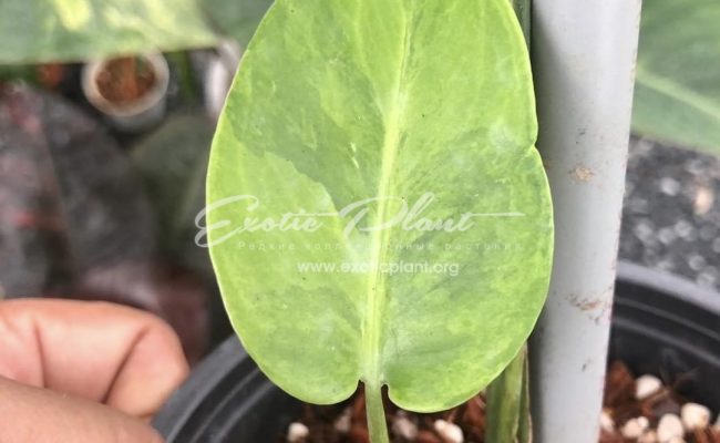 Monstera Golden Mint 350