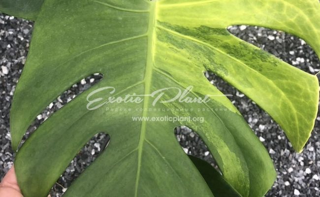 Monstera Golden Mint 500