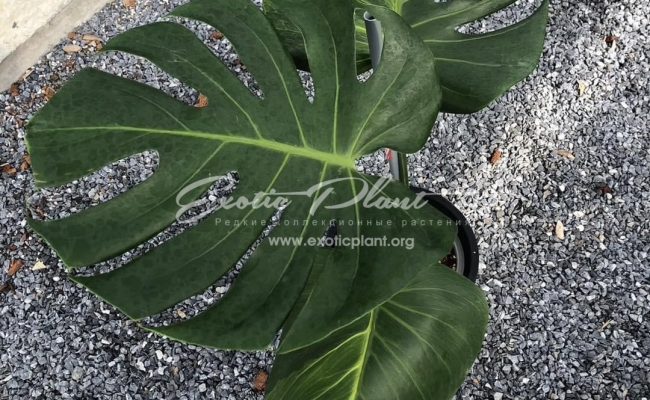 Monstera Golden Mint 700