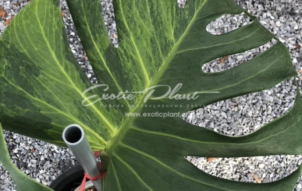 Monstera Golden Mint  350-500-700