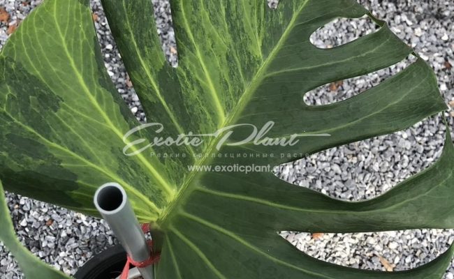 Monstera Golden Mint 700