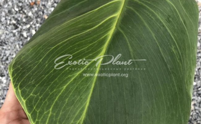 Monstera Golden Mint 700