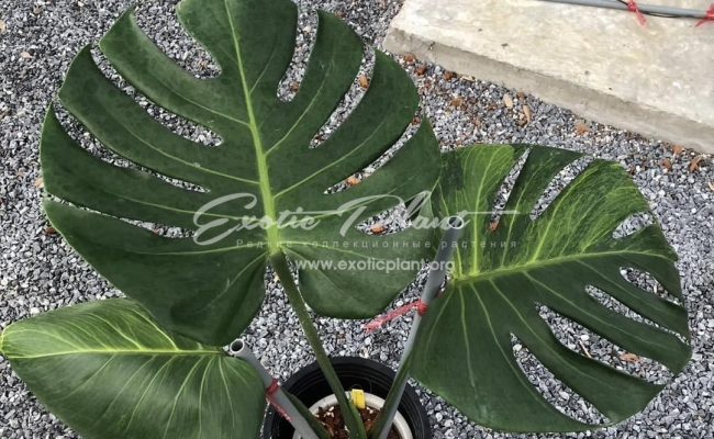 Monstera Golden Mint 700