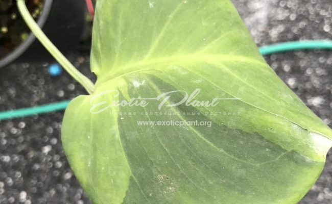 Monstera Green Ghost 250