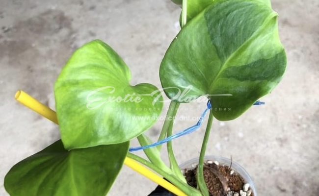 Monstera Green Ghost 350