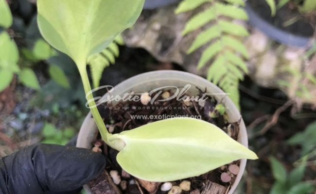 Monstera Green ghost 120