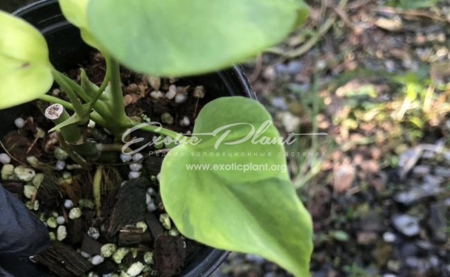 Monstera Green ghost 200