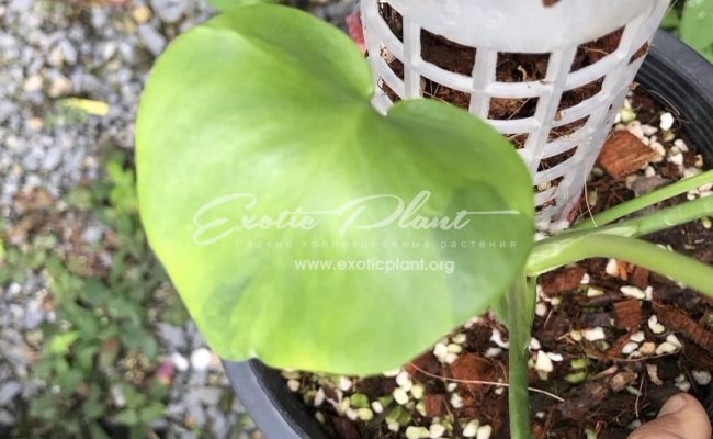 Monstera Green ghost 350