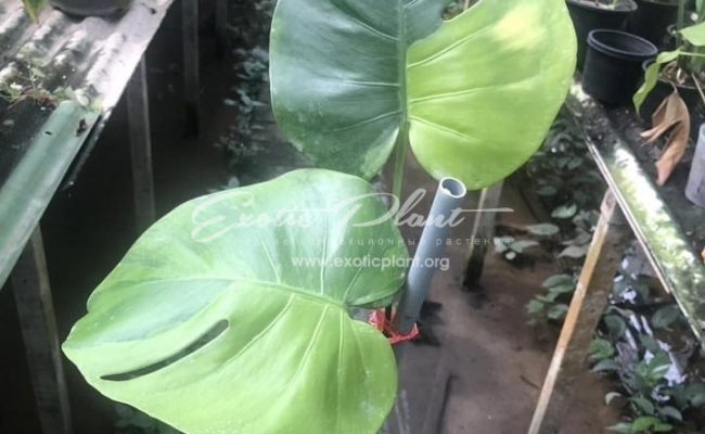 Monstera Lemon Green 400