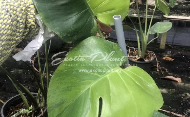 Monstera Lemon Green 400