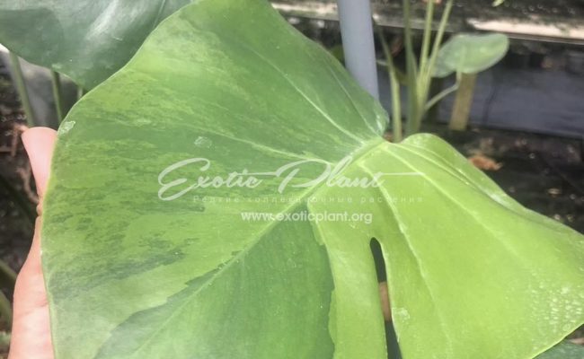 Monstera Lemon Green 400