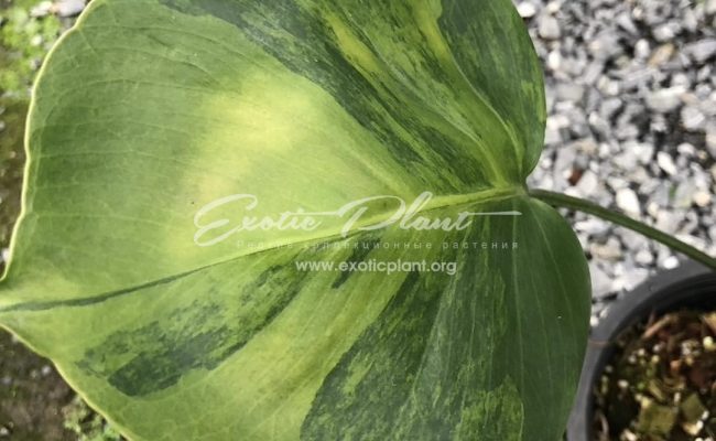 Monstera Lemon green 500