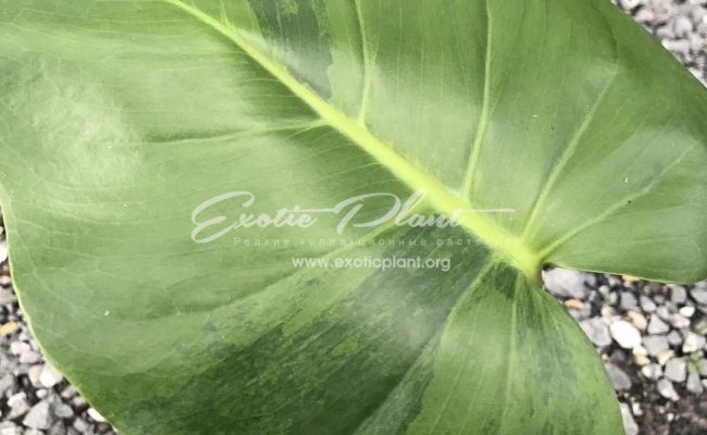 Monstera Lemon green 500