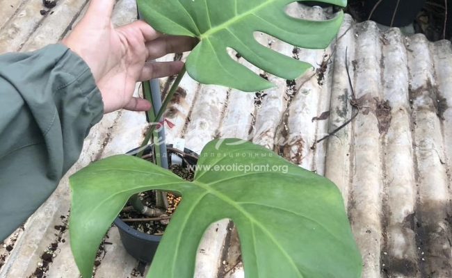 Monstera Madagascar form 100