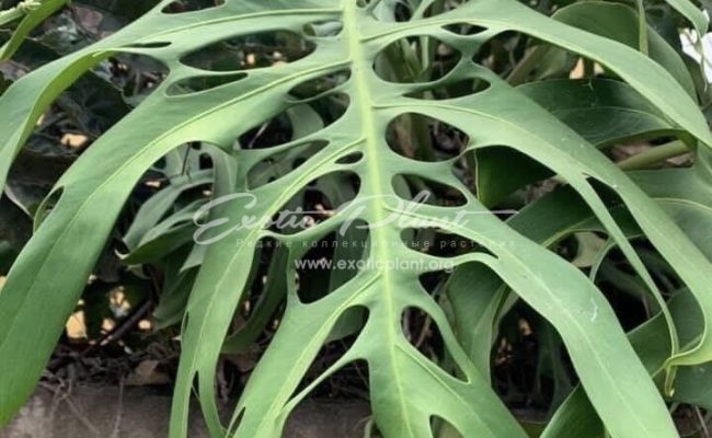 Monstera Madagascar form adult