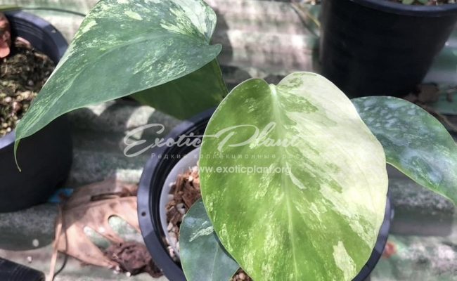 Monstera Mint 120