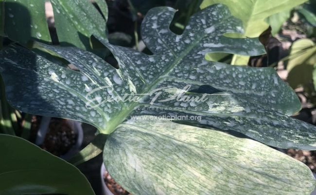 Monstera Mint 200