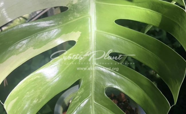 Monstera Mint 200