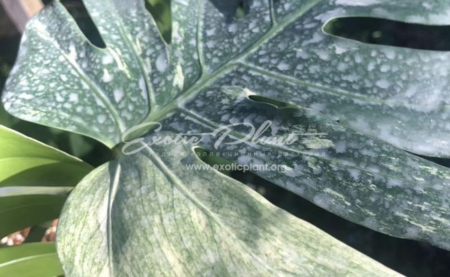 Monstera Mint 200