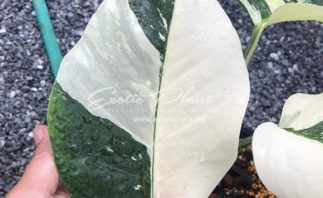 Monstera Mint 250