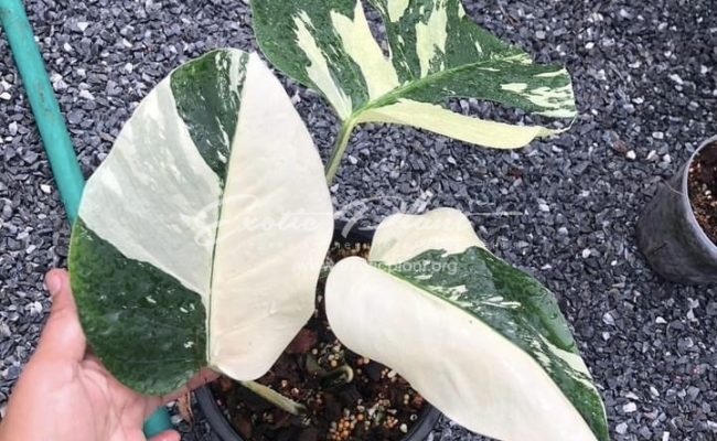 Monstera Mint 250