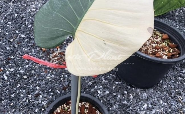 Monstera White diamond 650