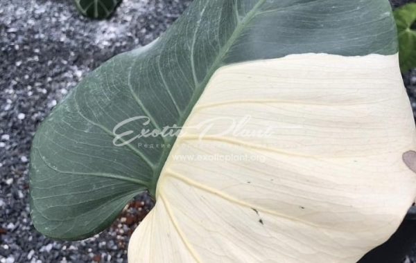 Monstera White diamond 650