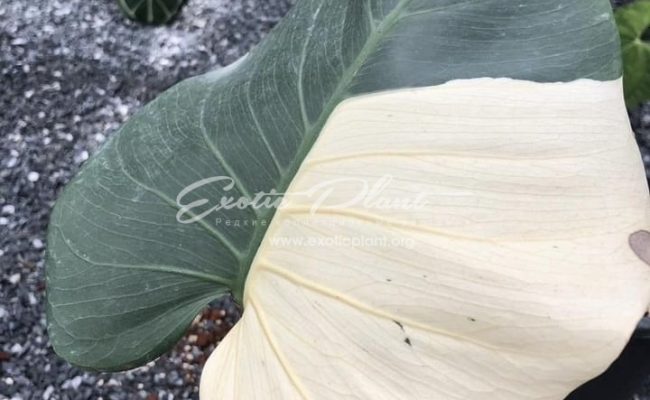 Monstera White diamond 650