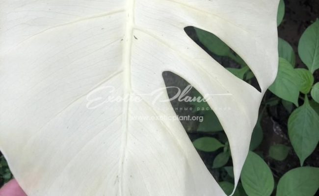 Monstera deliciosa Full Mint 700