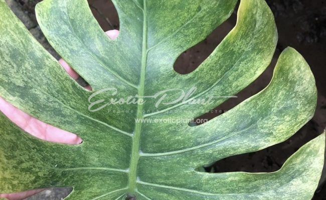 Monstera deliciosa Full Mint 700