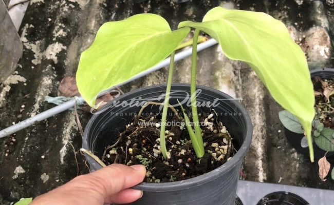 Monstera deliciosa Golden 250