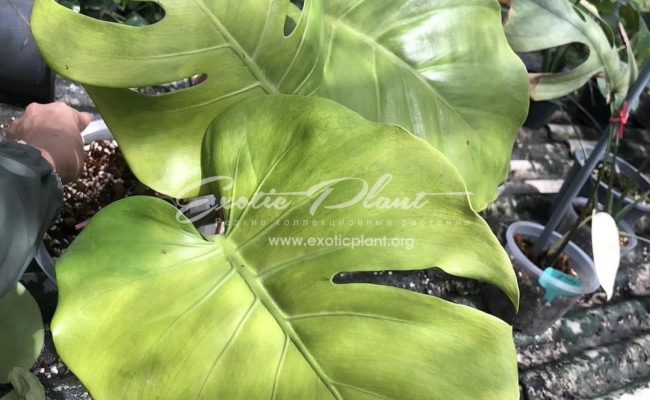 Monstera deliciosa Golden 600