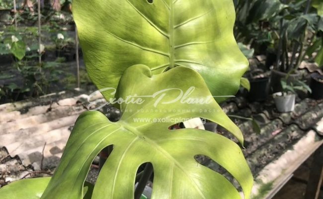 Monstera deliciosa Golden 600