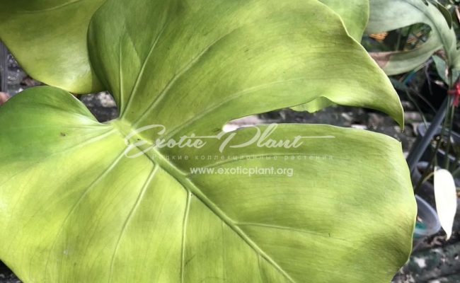 Monstera deliciosa Golden 600