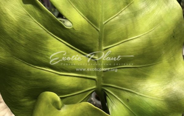 Monstera deliciosa Golden 250-500-600