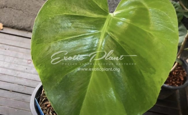 Monstera deliciosa Lemon Green 350