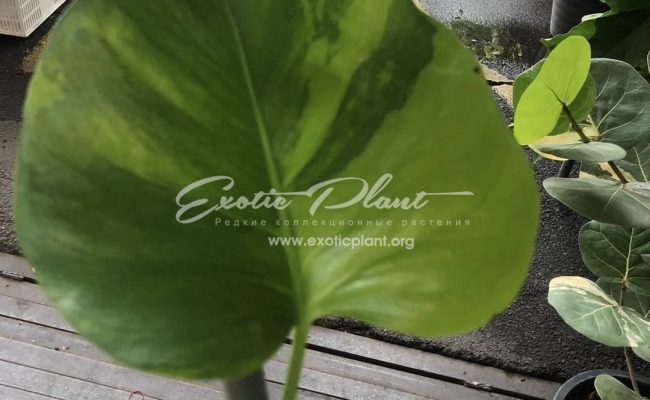 Monstera deliciosa Lemon Green 350