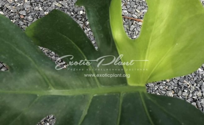 Monstera deliciosa Lemon Green 700