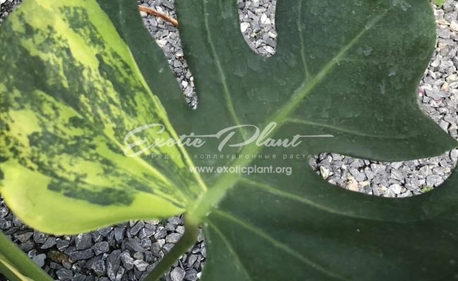 Monstera deliciosa Lemon Green 700