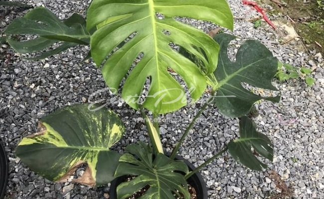 Monstera deliciosa Lemon Green 700