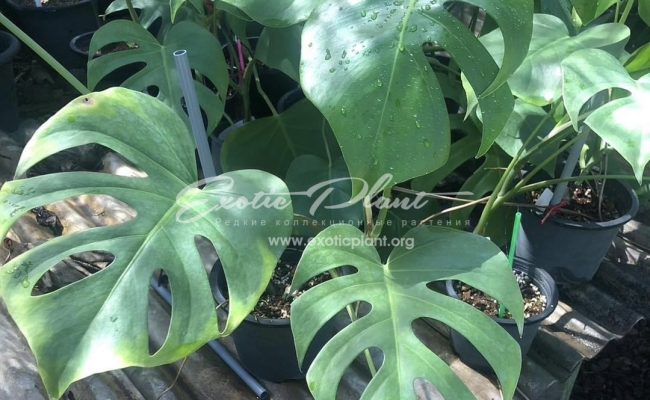 Monstera deliciosa Madagascar 120