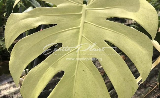 Monstera deliciosa Mint 550