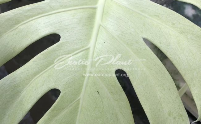 Monstera deliciosa Mint 550