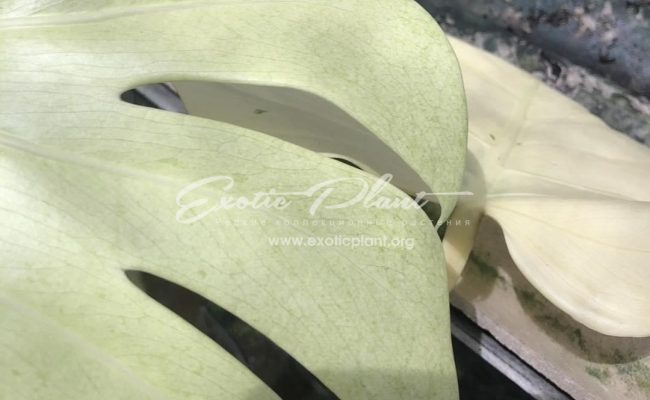 Monstera deliciosa Mint 550