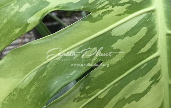 Monstera deliciosa White Green on Green 1500