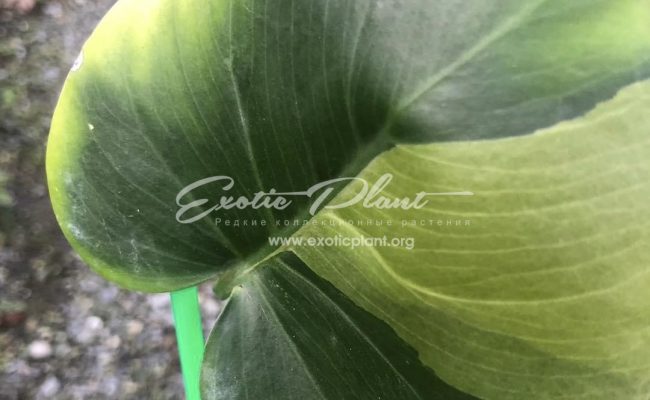 Monstera deliciosa White Green on Green 1500