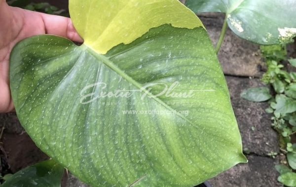 Monstera deliciosa aurea Taiwan 700