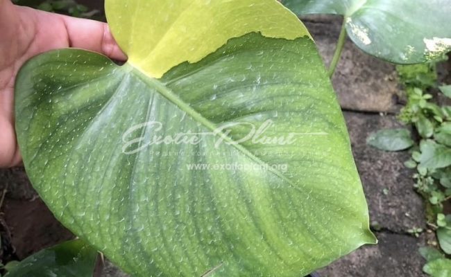 Monstera deliciosa aurea Taiwan 700